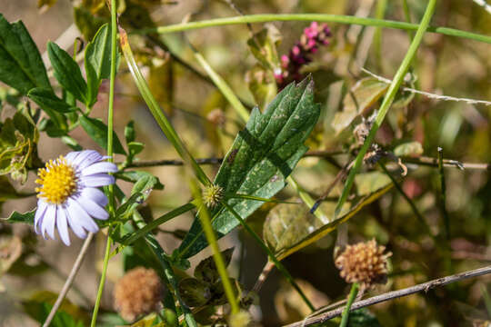 Image of Aster ovatus var. microcephalus (Miq.) Mot. Ito & A. Soejima