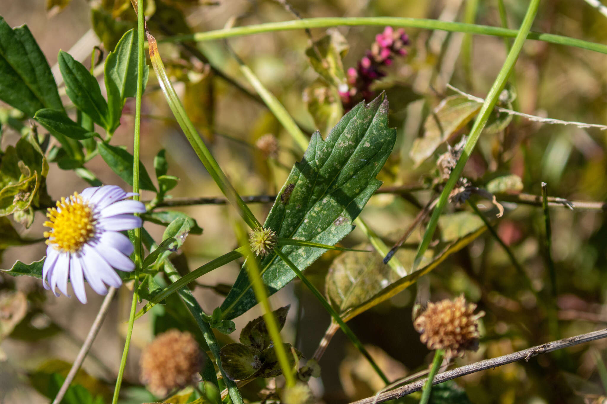 Imagem de Aster ovatus var. microcephalus (Miq.) Mot. Ito & A. Soejima