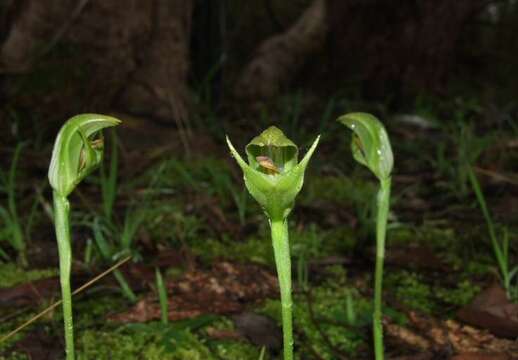 Слика од Pterostylis curta R. Br.