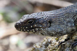 Image of Cunningham's skink