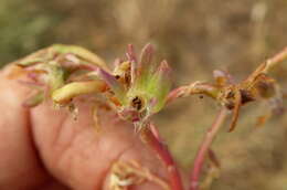 Image of Portulaca kermesina N. E. Brown