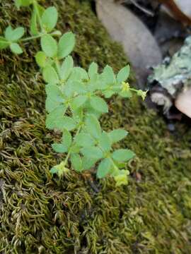 Galium californicum Hook. & Arn. resmi