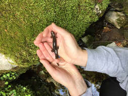 Image of Black mountain salamander