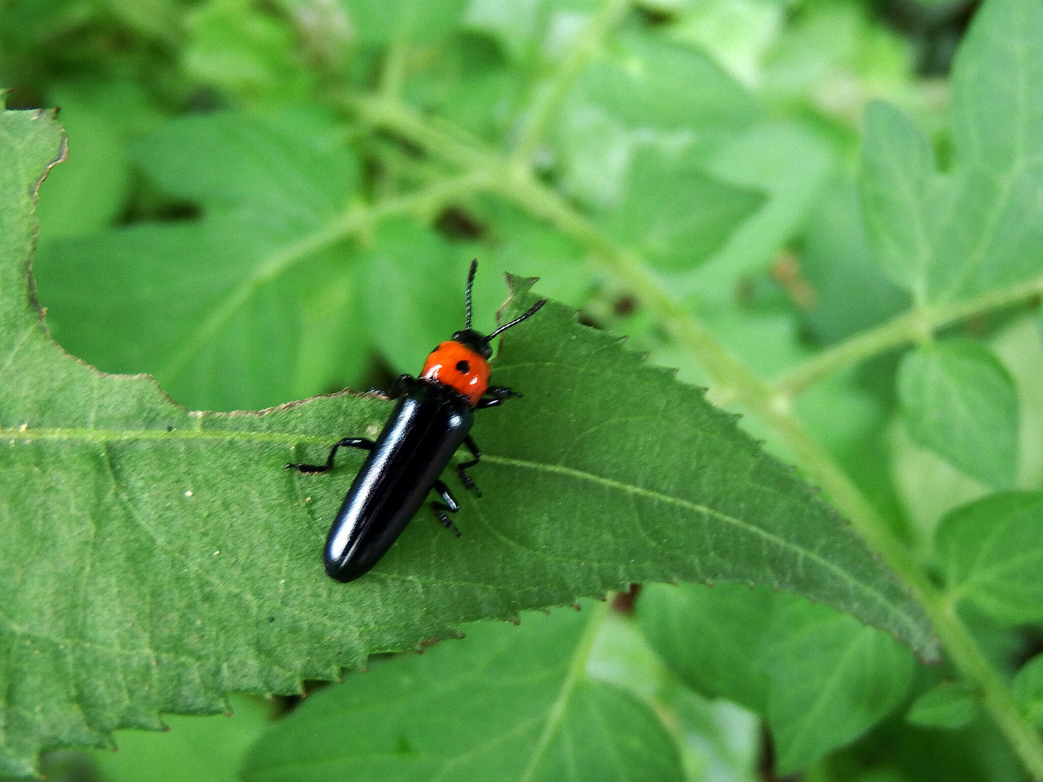 Image of <i>Tetraphala collaris</i>