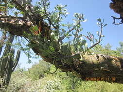 Image of Psittacanthus palmeri (Watson) Barlow & Wiens