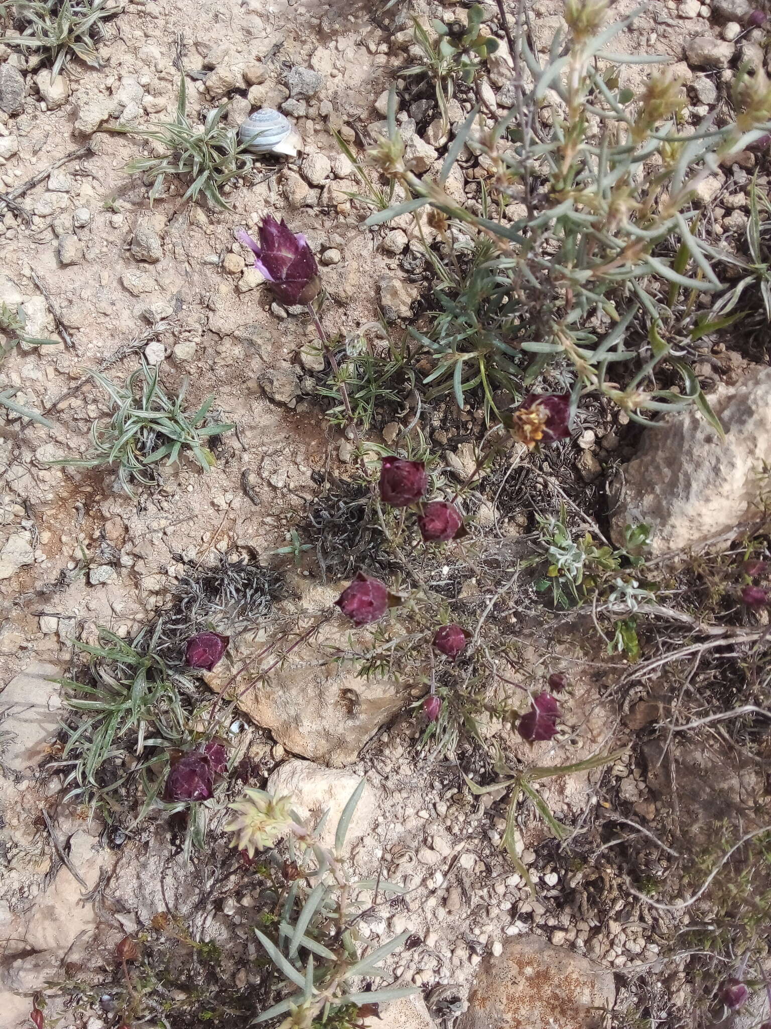 Image of Thymus moroderi Pau ex Martínez