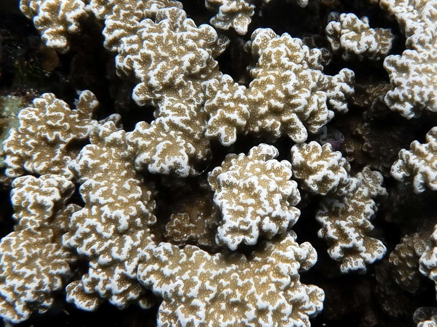 Image of Column coral