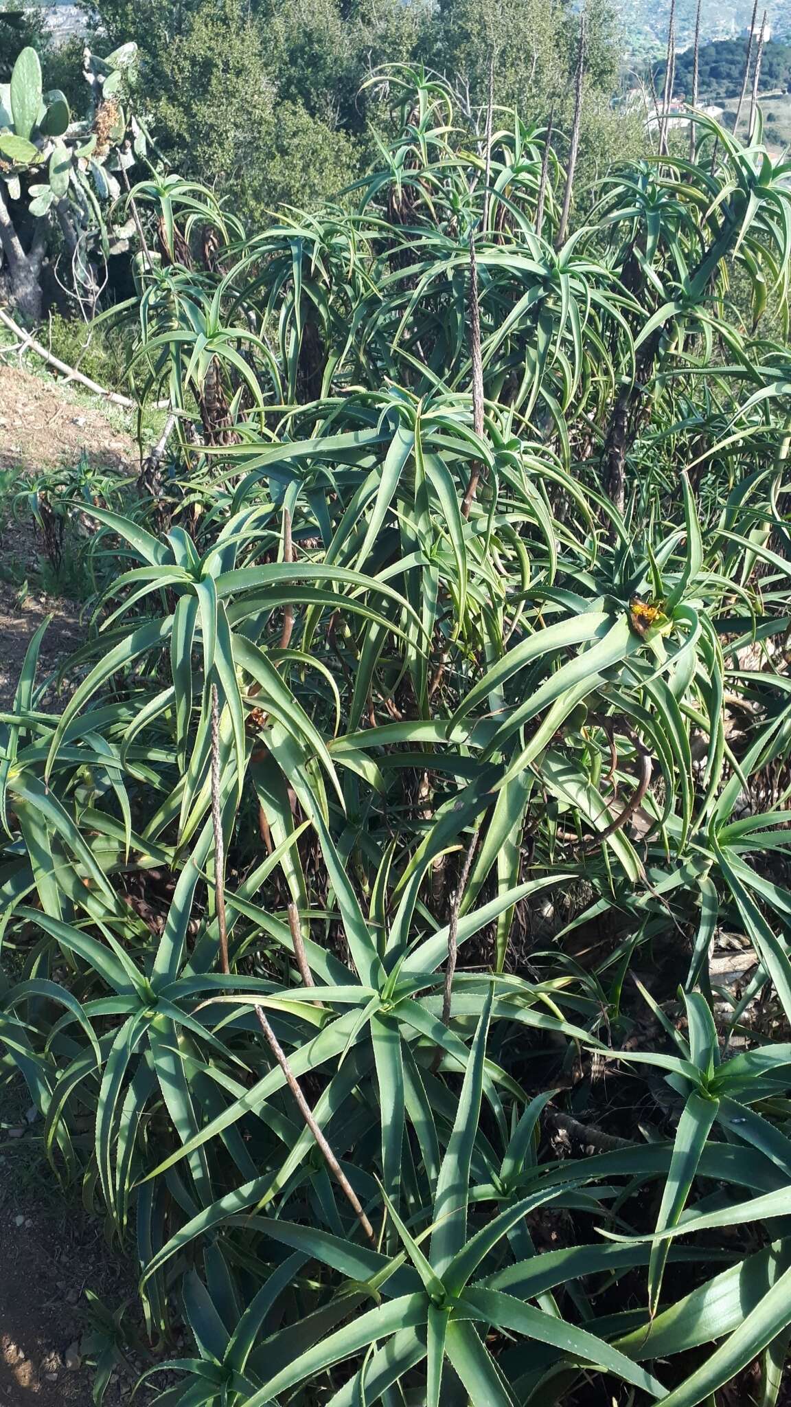 Plancia ëd Aloiampelos striatula (Haw.) Klopper & Gideon F. Sm.