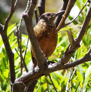 Image of Cape Rock Thrush