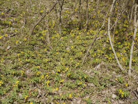 Image of Gymnospermium odessanum (DC.) Takhtadzjan