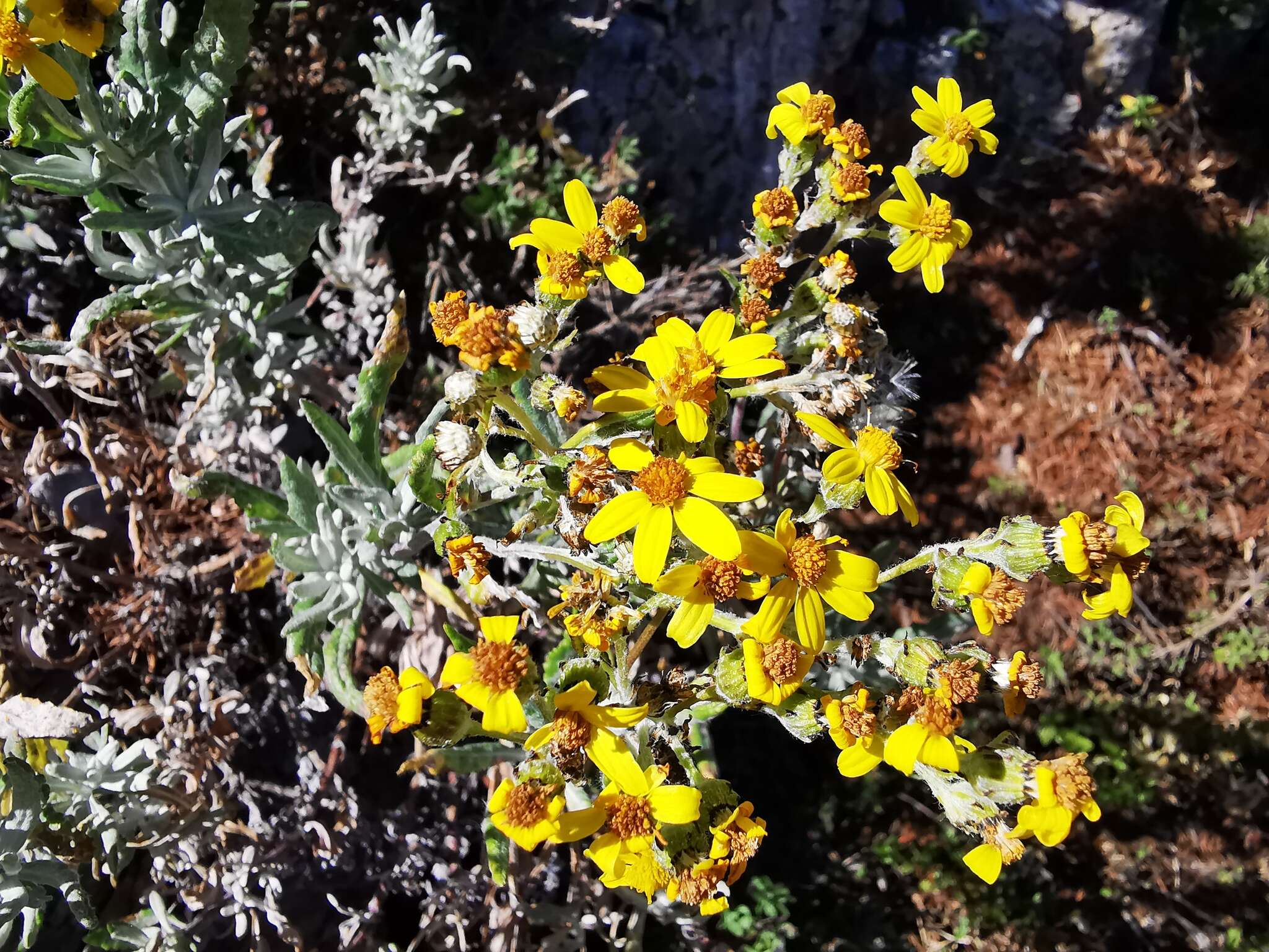 Image of Senecio carnerensis Greenm. ex Greenm.