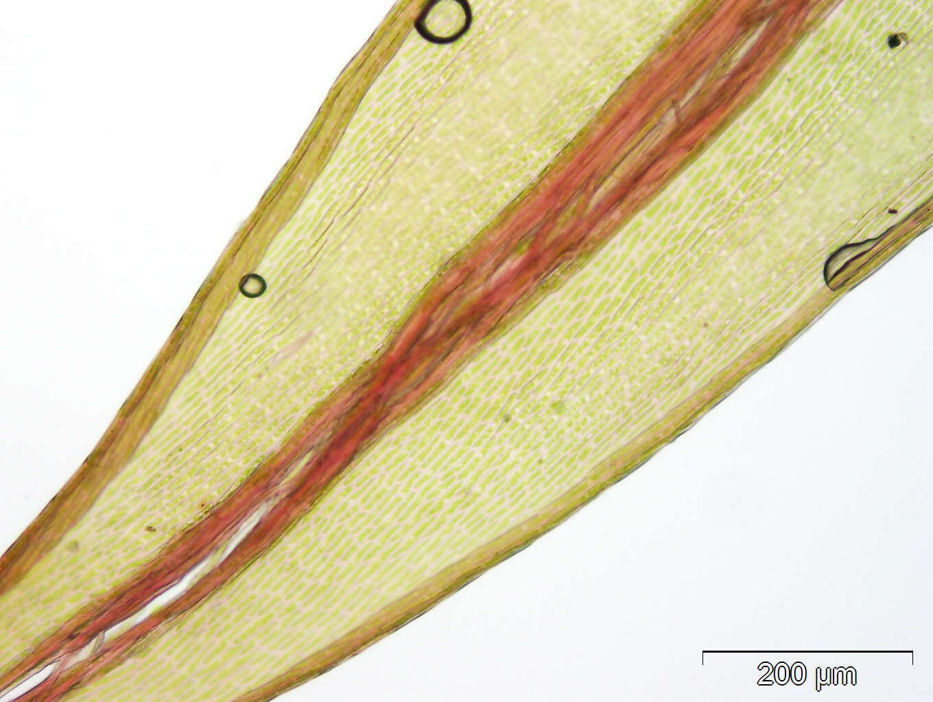 Image of <i>Imbribryum alpinum</i>