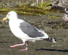 Image of Slaty-backed Gull