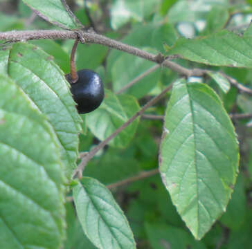 Sivun Endotropis serrata (Humb. & Bonpl. ex Willd.) Hauenschild kuva