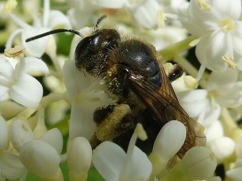 Imagem de Andrena nivalis Smith 1853