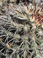 Image of Mammillaria hutchisoniana subsp. hutchisoniana