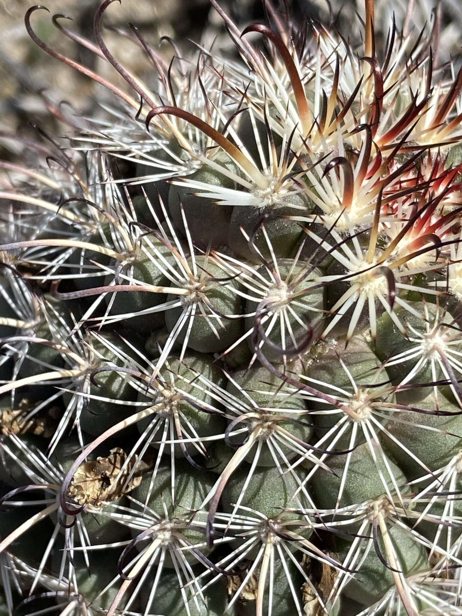 Image of Mammillaria hutchisoniana subsp. hutchisoniana