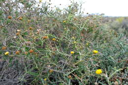 Image of Pentzia spinescens Less.
