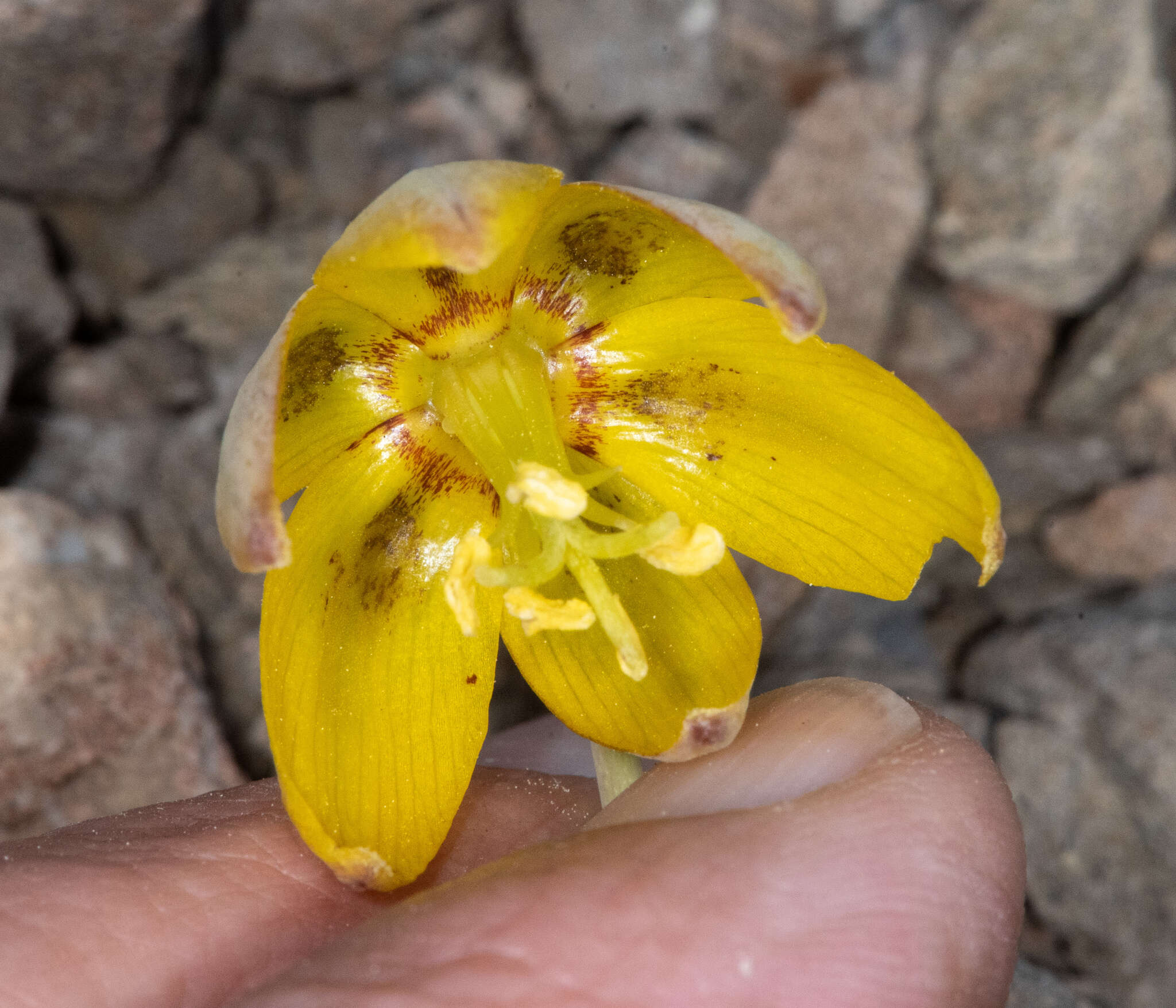 Image of Siskiyou fritillary