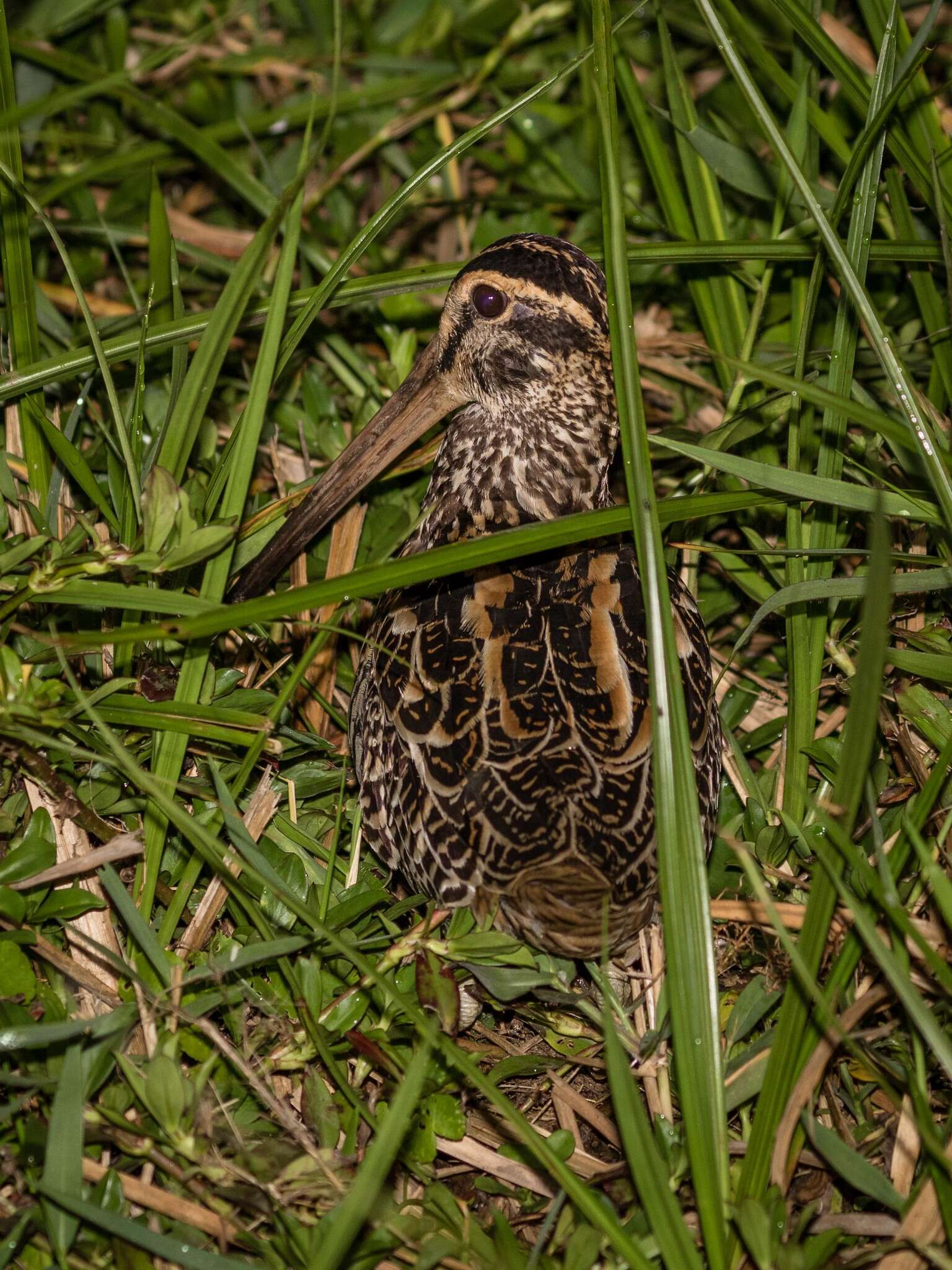 Gallinago undulata (Boddaert 1783)的圖片