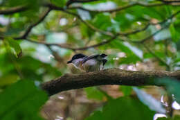 Image of Woodward's Batis