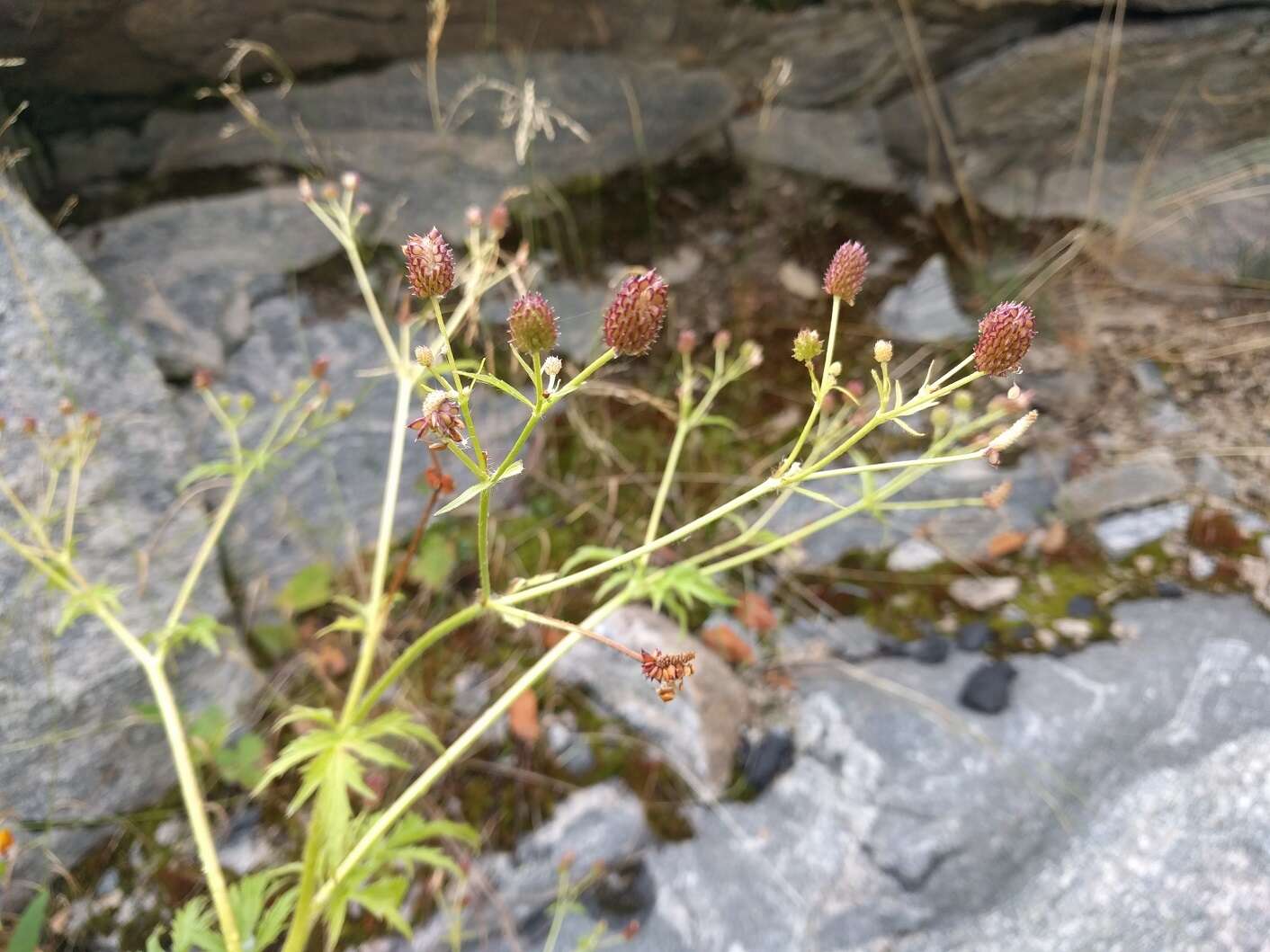 Imagem de Ranunculus pensylvanicus L. fil.