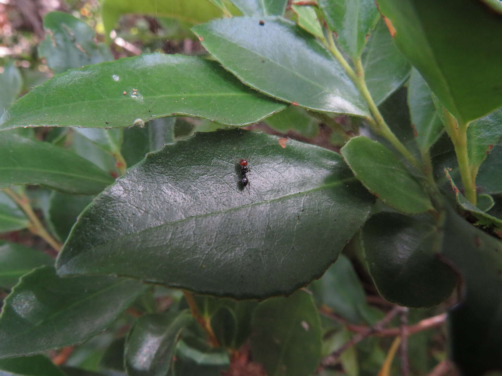 Image of Crematogaster alluaudi Emery 1893