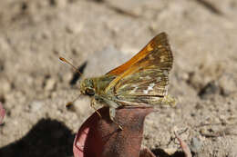 Image of Juba Skipper