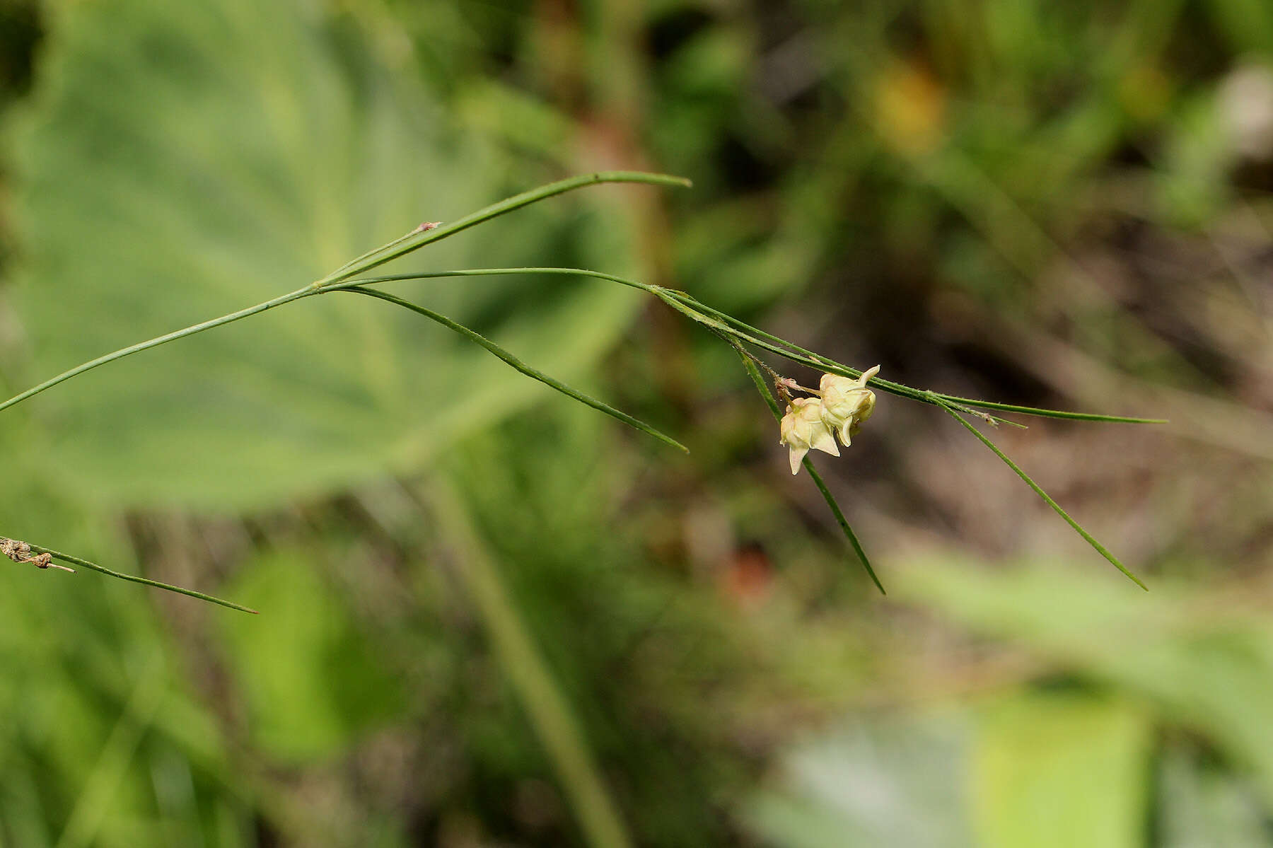 Image of Sisyranthus randii S. Moore