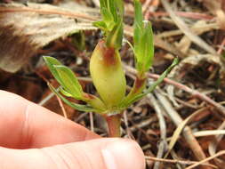 Image de Pentanisia angustifolia (Hochst.) Hochst.