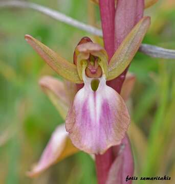 Image of Red Orchid