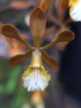 Image of Encyclia aspera (Lindl.) Schltr.