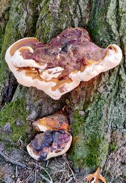 Imagem de Ganoderma resinaceum Boud. 1889