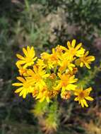 Image of <i>Chrysopsis <i>linearifolia</i></i> var. linearifolia