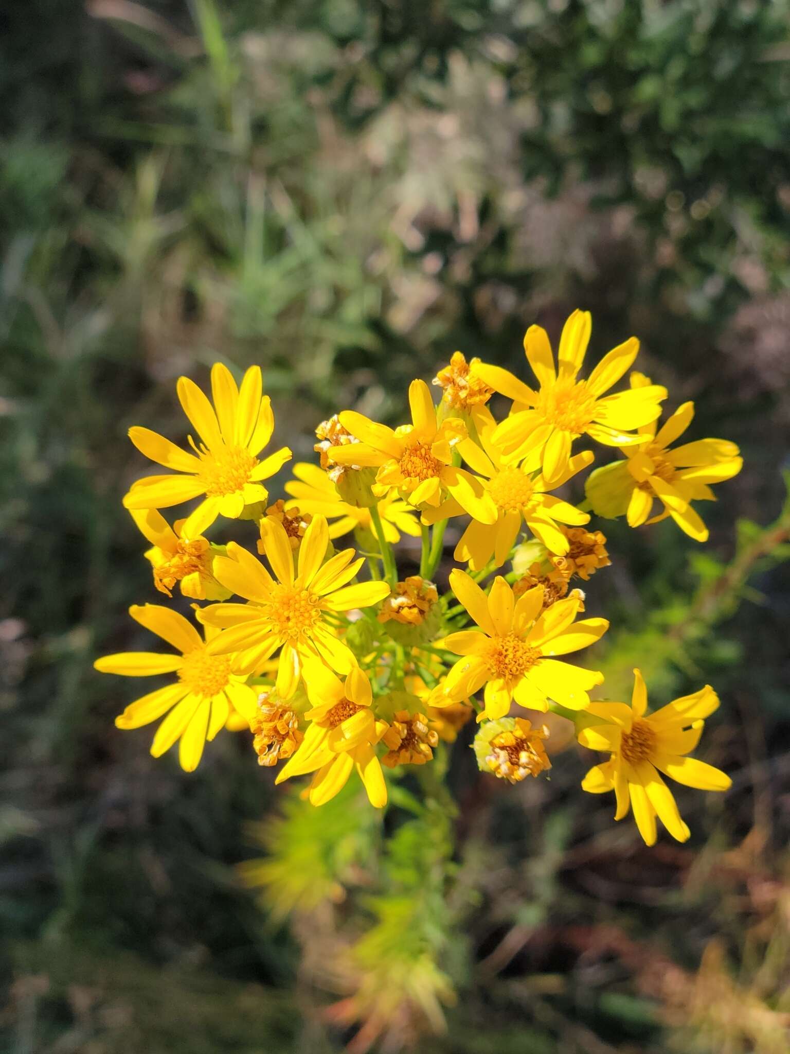 صورة <i>Chrysopsis <i>linearifolia</i></i> var. linearifolia