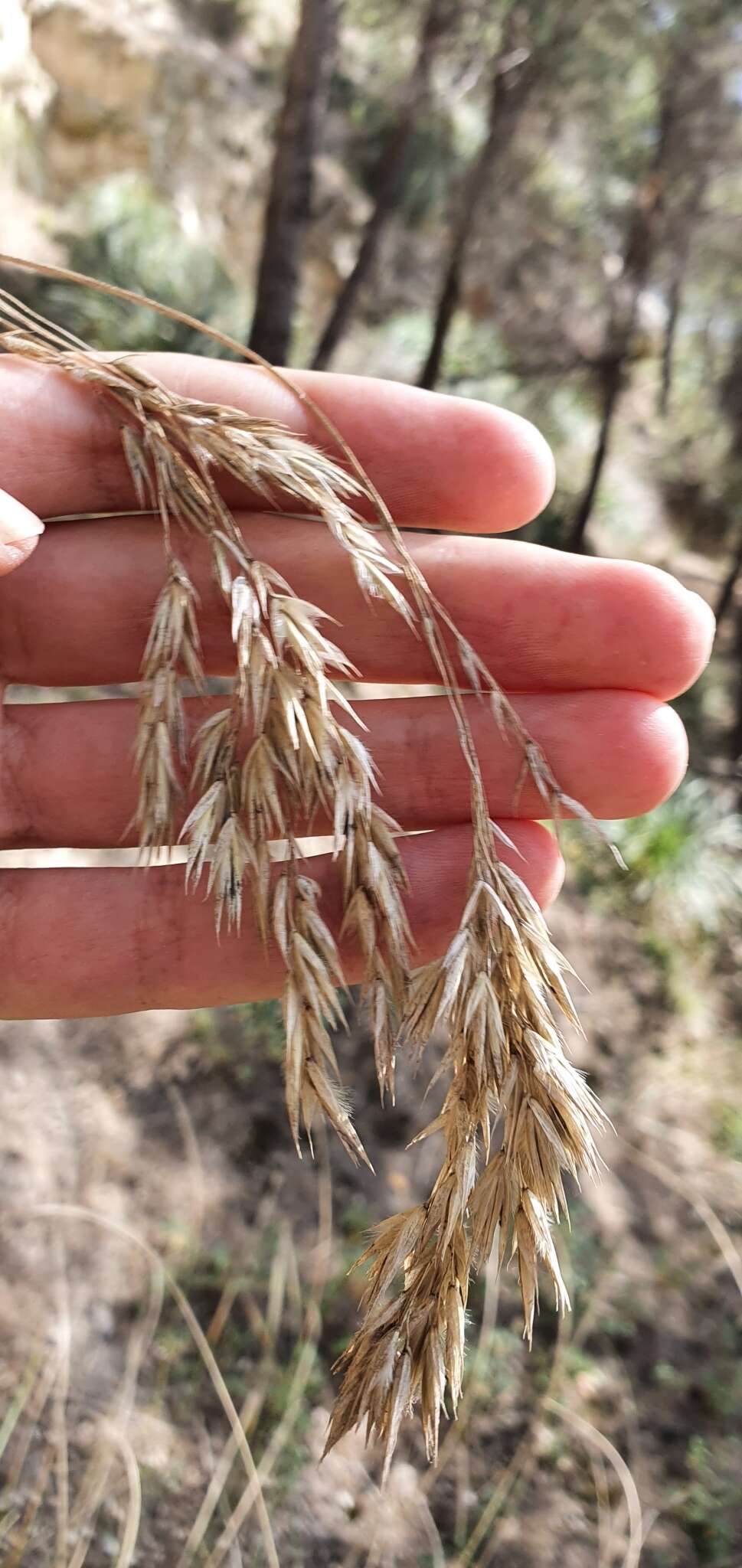 Image of Mauritanian grass