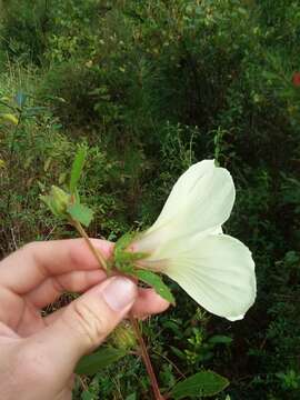 Hibiscus aculeatus Walt. resmi