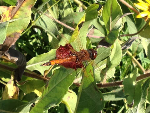 Image of Carolina Saddlebags