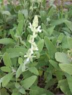 Image of Large blue sage