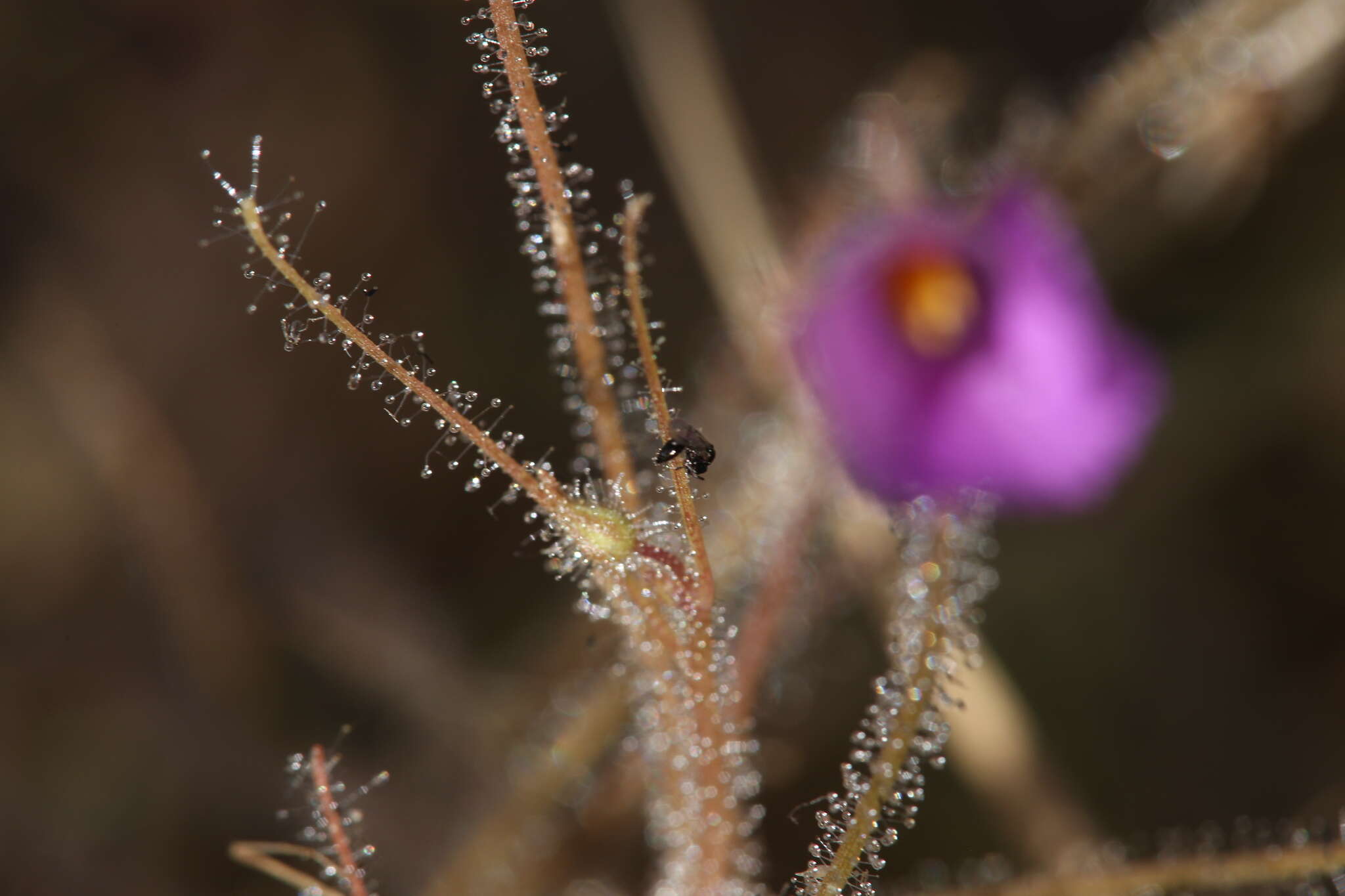 Image of Byblis filifolia Planch.