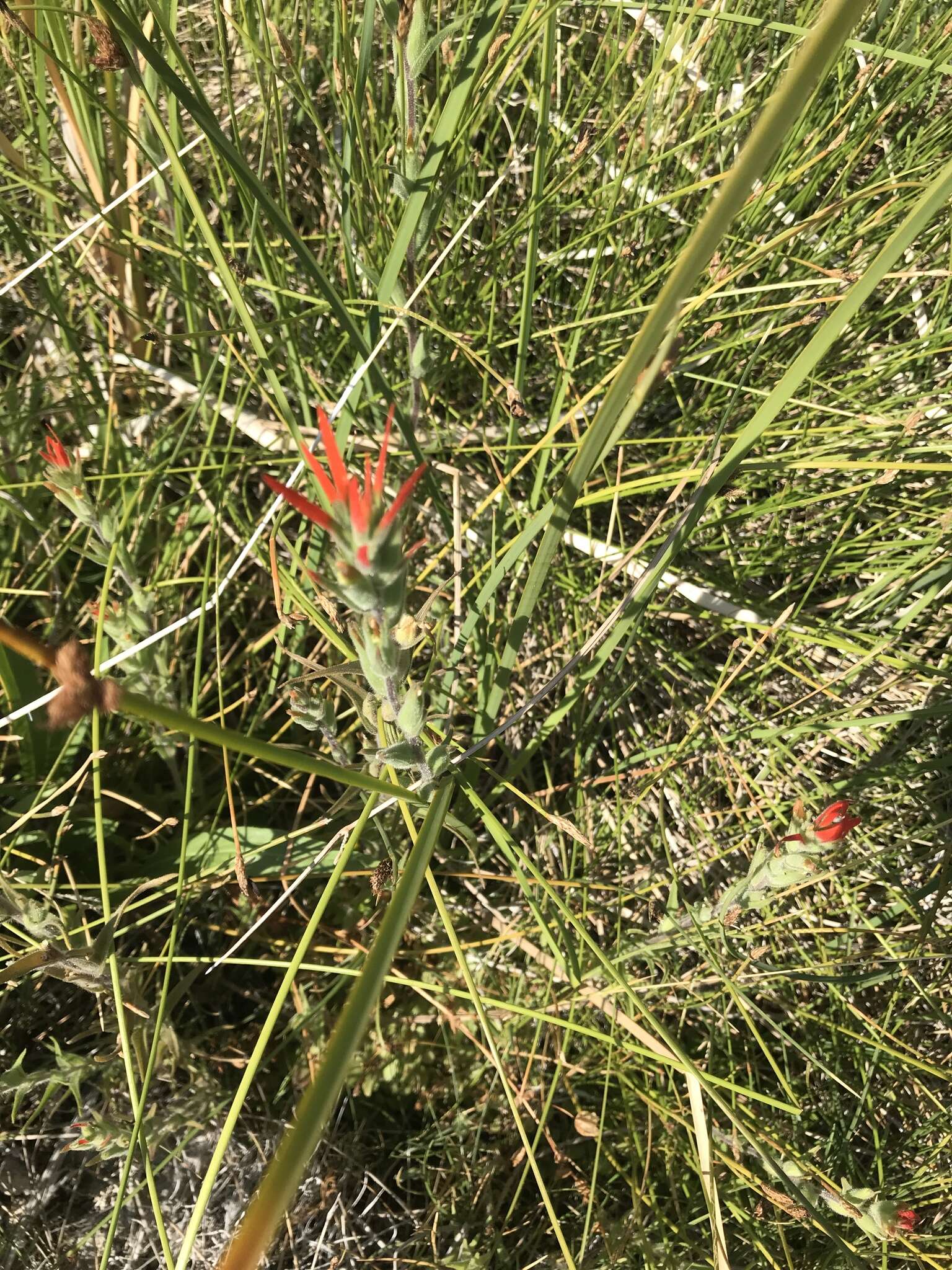 Image of Castilleja minor var. exilis (A. Nelson) J. M. Egger