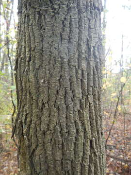 Image of Emerald ash borer