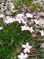 Image of Dianthus microlepis Boiss.