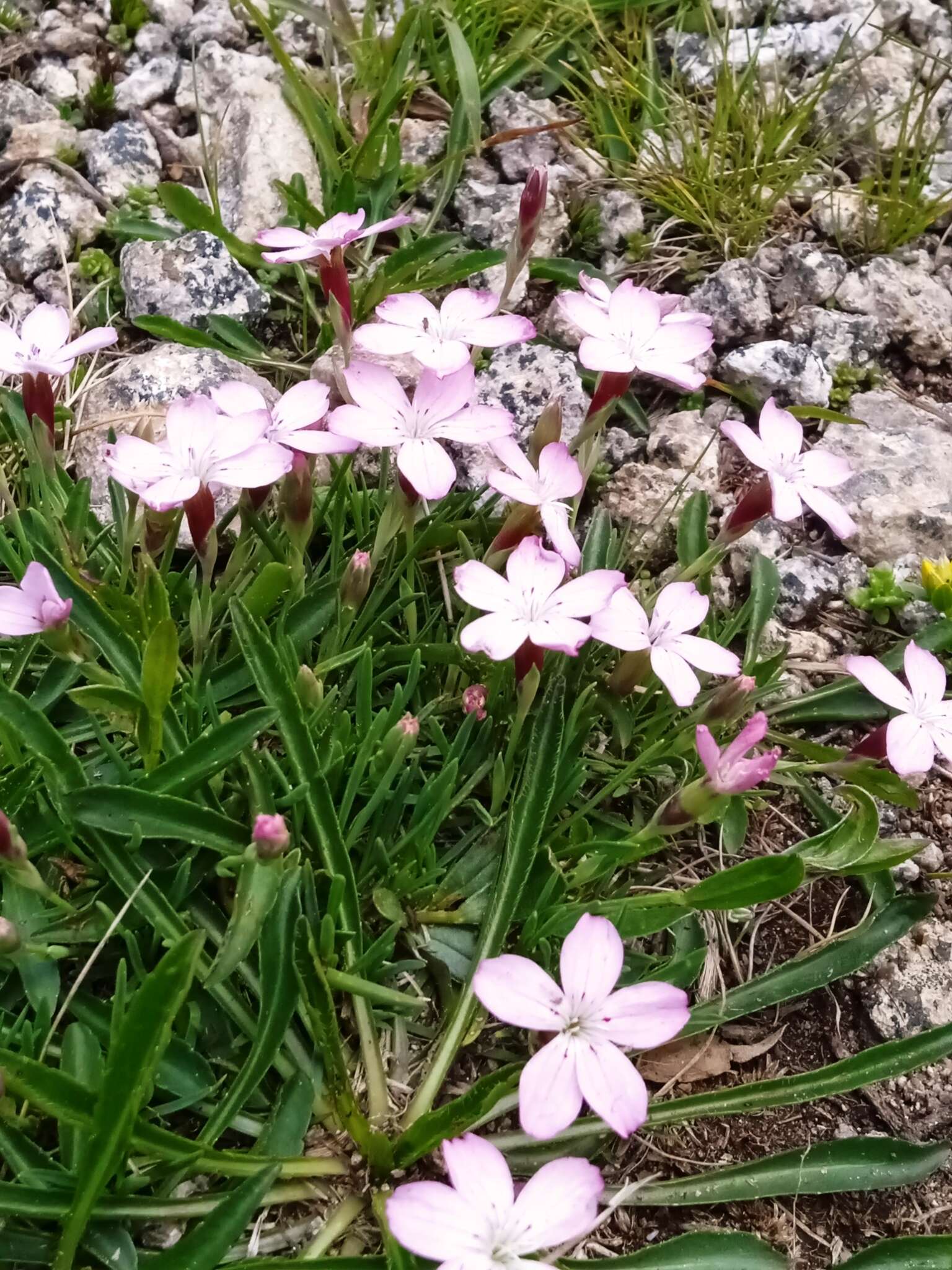 Image of Dianthus microlepis Boiss.