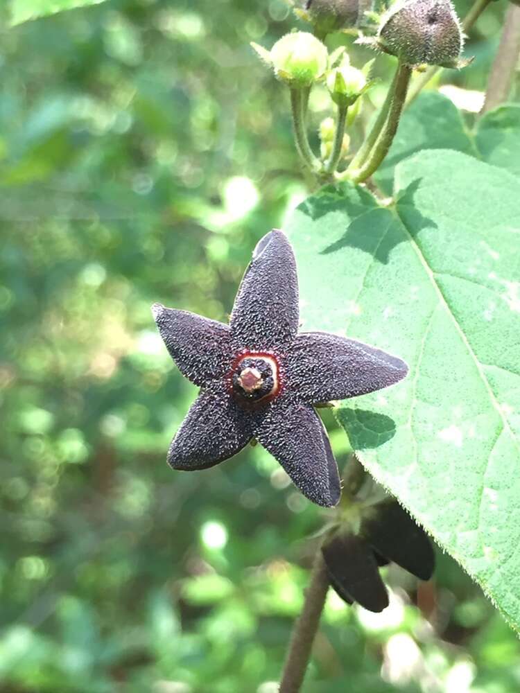 Image of Matelea tezcatlipocantha