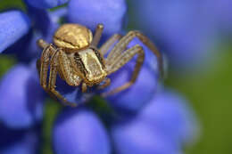 Image of Xysticus ulmi (Hahn 1831)