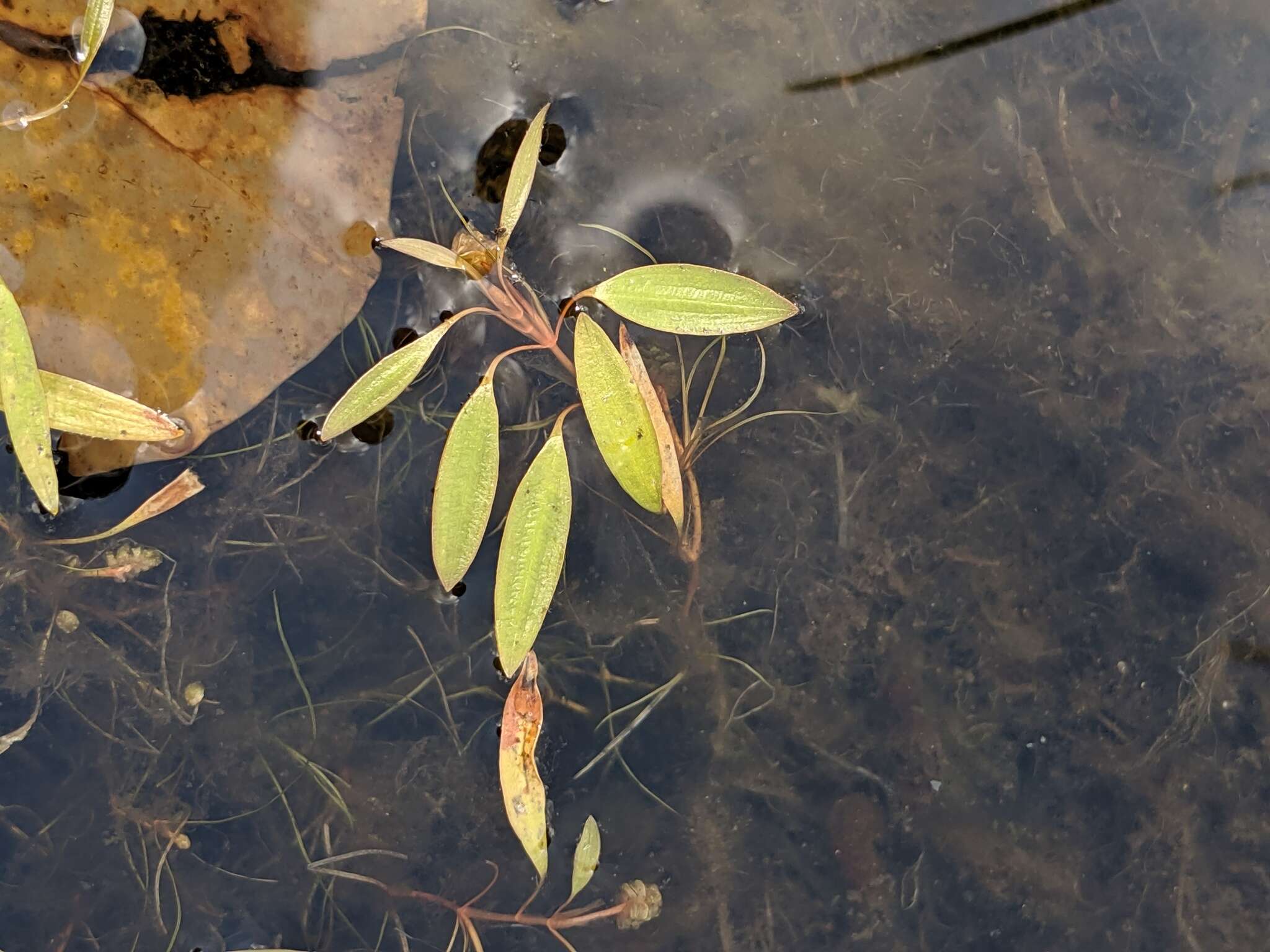 Image of Snail-Seed Pondweed