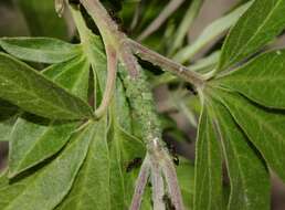 Image of Aphis (Aphis) viticis Ferrari 1872