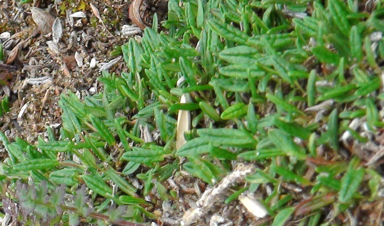 Image of entireleaf mountain-avens