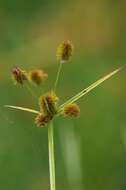 Image of ovateleaf flatsedge